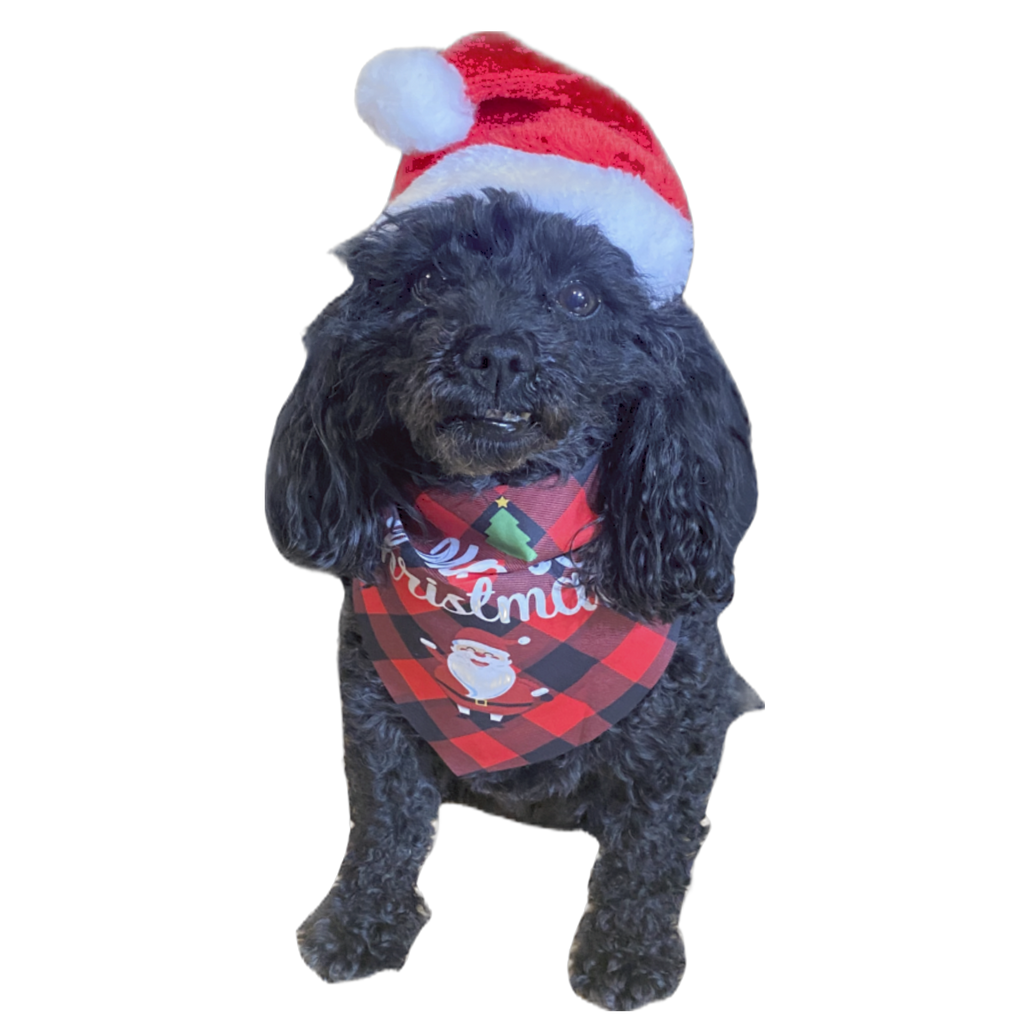Christmas Santa Hat & Bandana Scarf