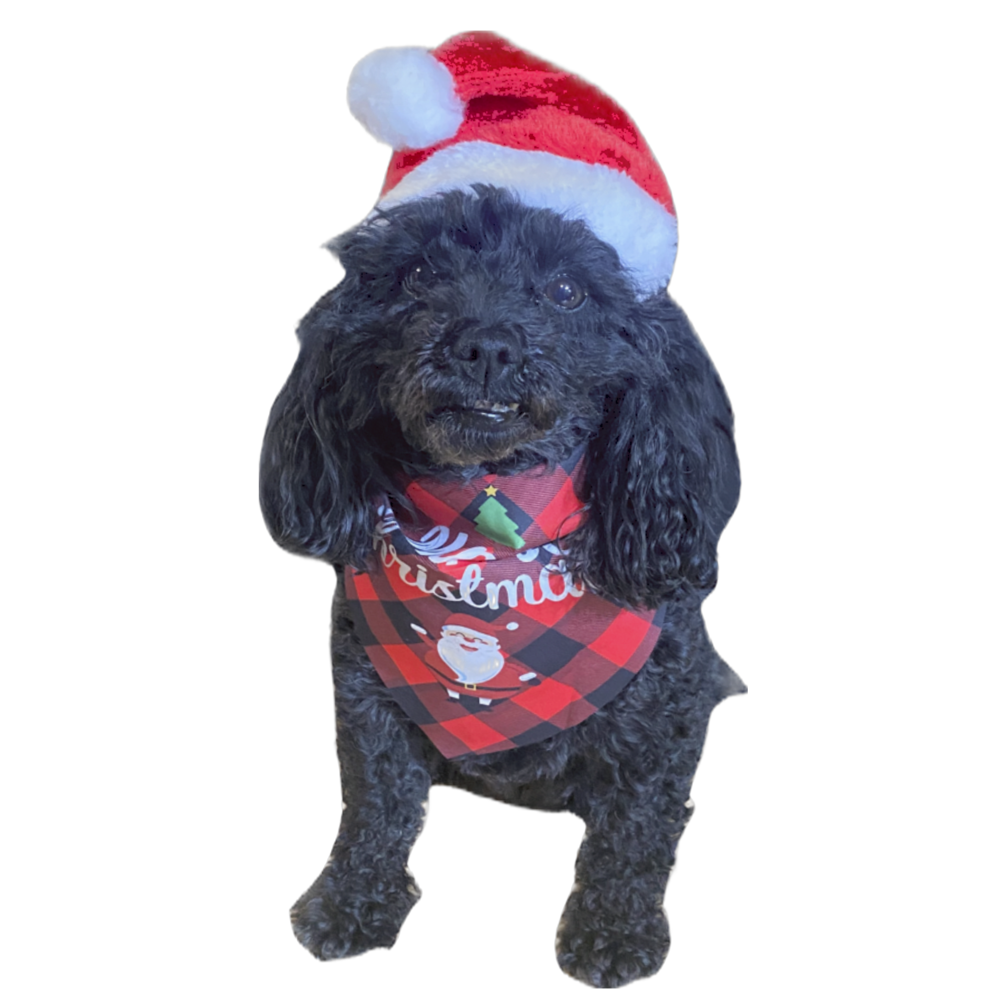 Christmas Santa Hat & Bandana Scarf