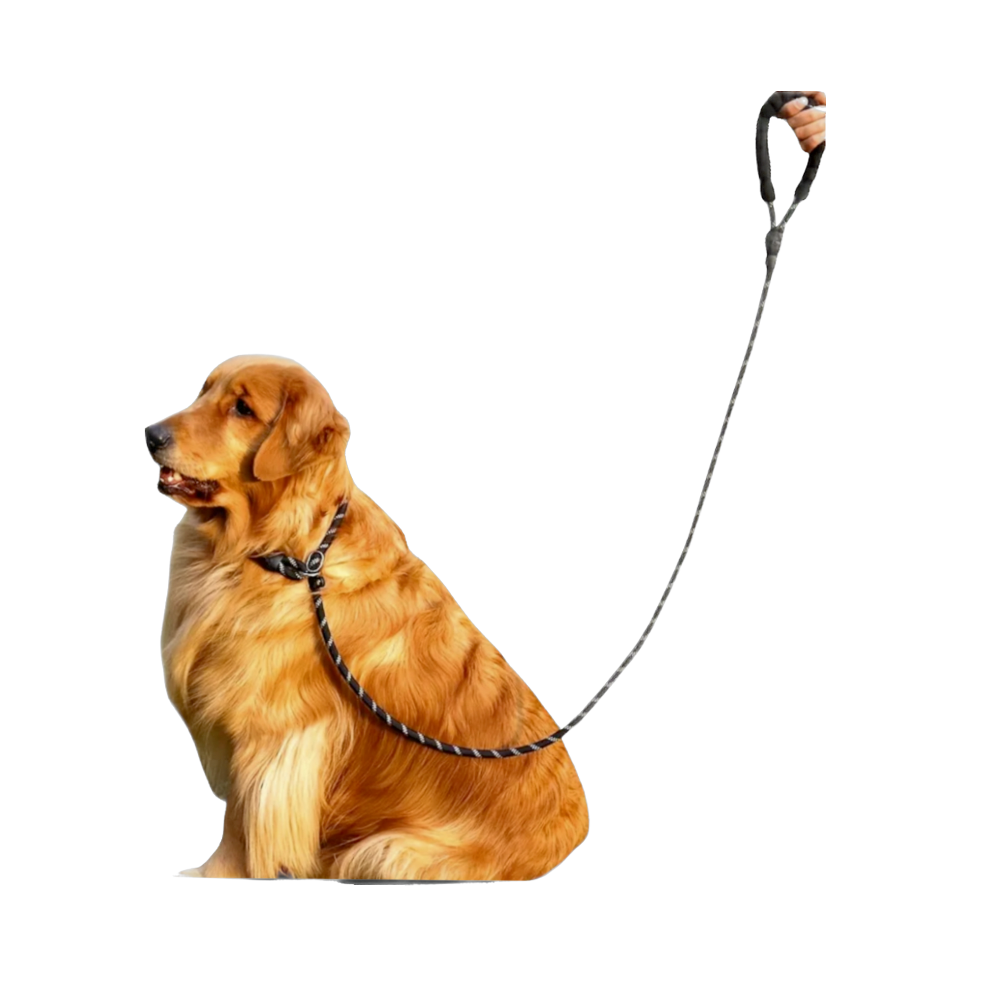 Slip Lead & Collar Combo