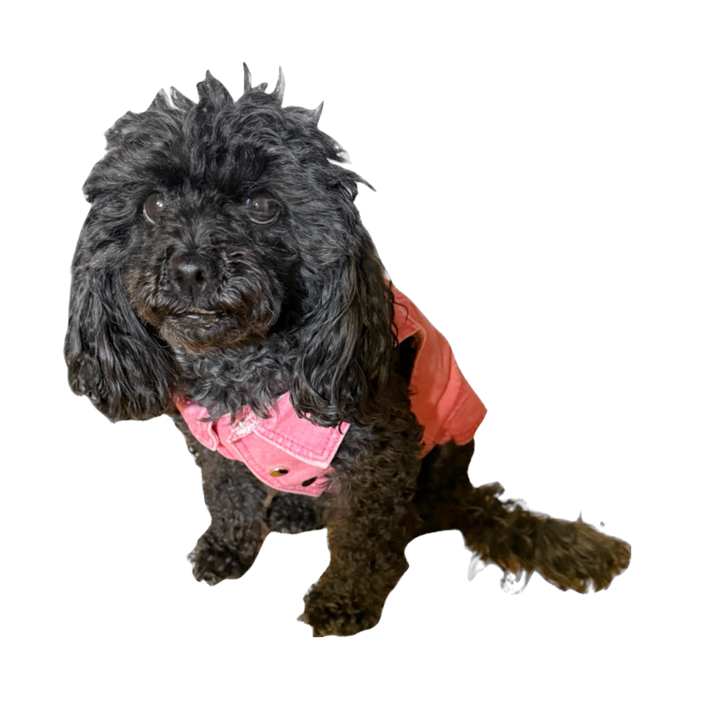 Denim Jacket with Harness