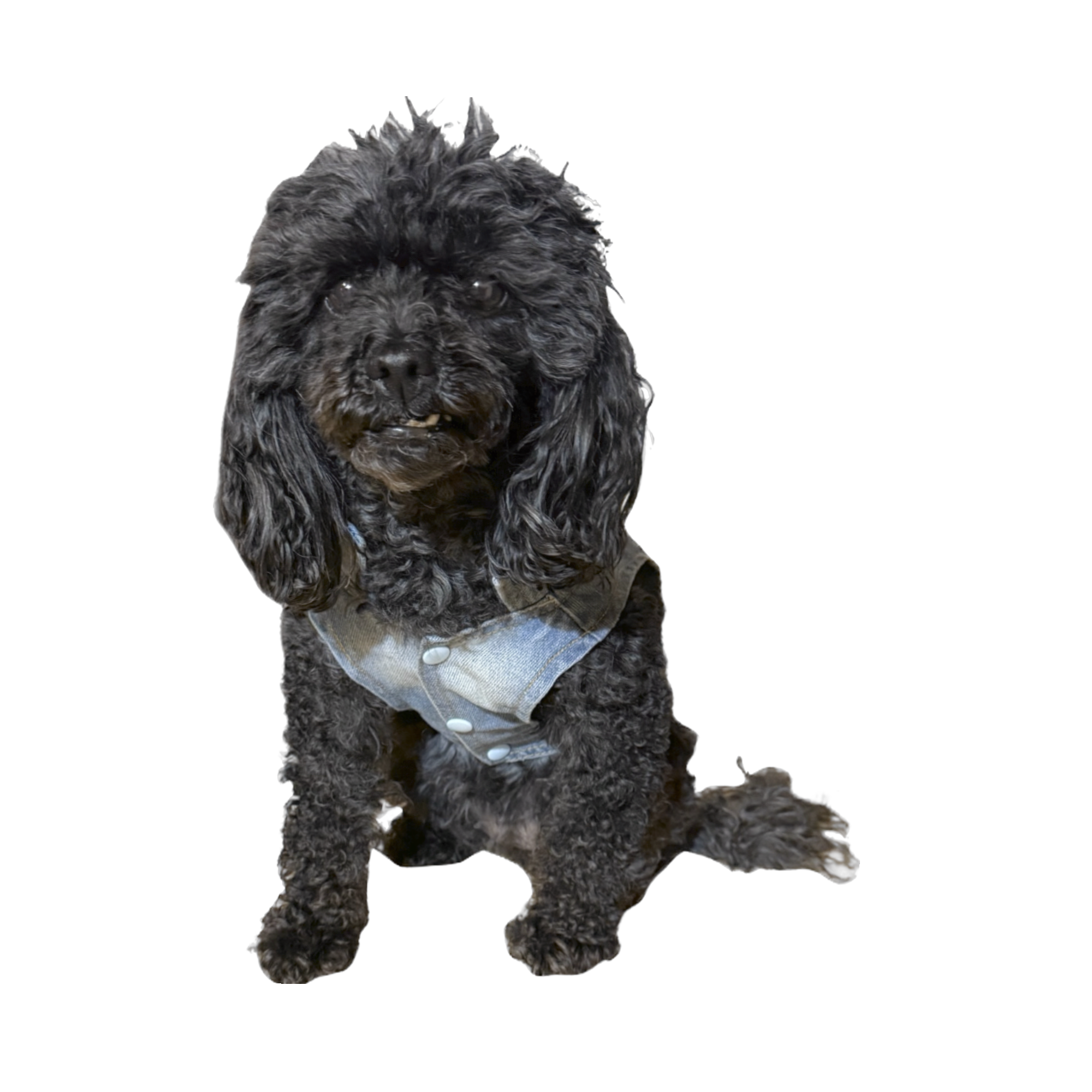 Denim Jacket with Harness